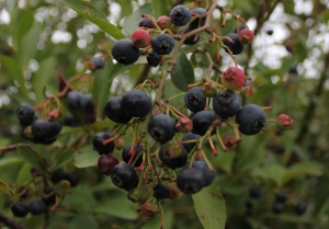Blueberries are coming to the end of their season in Hamilton. This variety produced slightly smaller fruit than some other varieties, but the blueberries were deliciously sweet.